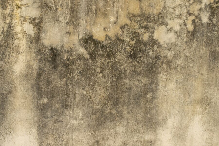 Preventing Mould Growth on Exterior House Paint