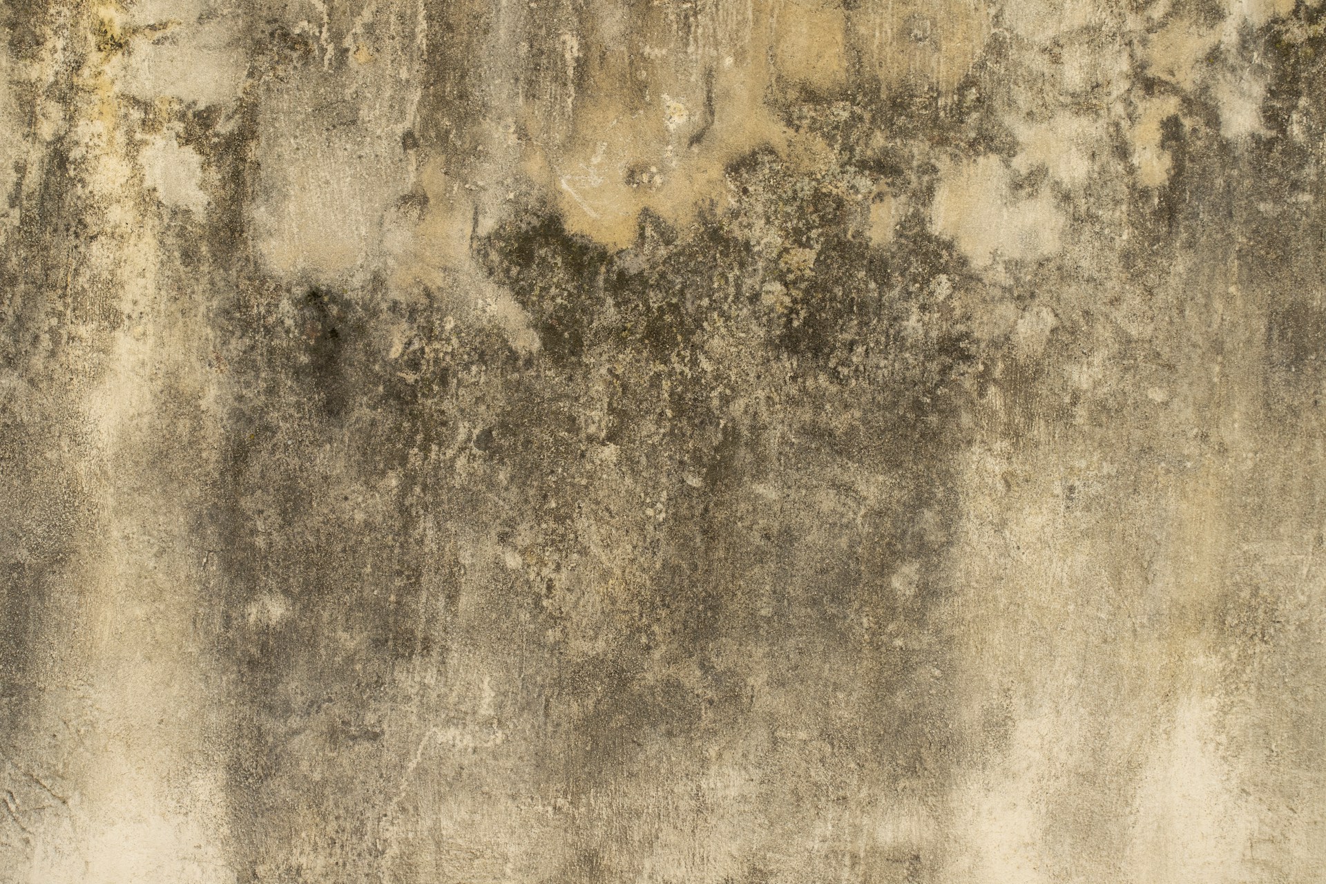 Preventing Mould Growth on Exterior House Paint